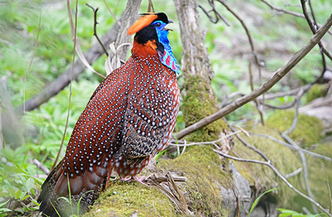 20 Days Classic Sichuan Birding Tour