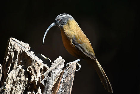 16 Days Classic Yunnan Birding Tour