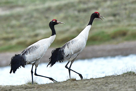 14 Days Birding on Tibetan Plateau