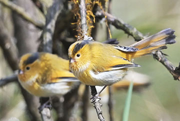 2023 7 Days West Sichuan Birding Tour 