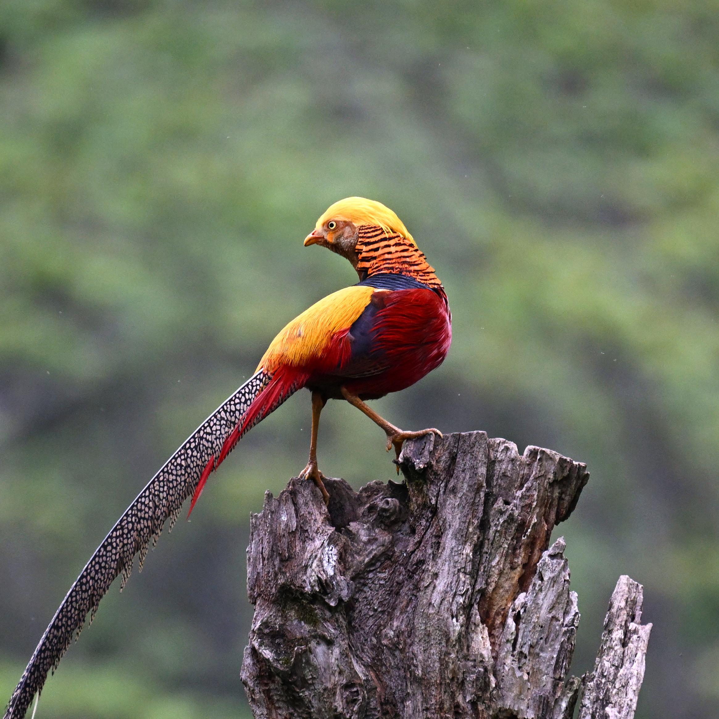  Andrew T / Sichuan