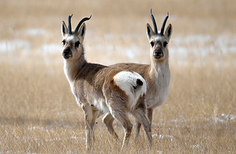 8 Days Qinghai Extension Birding Tour