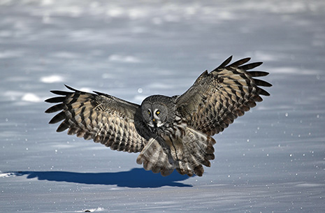 8 Days Inner Mongolia Owls Trip