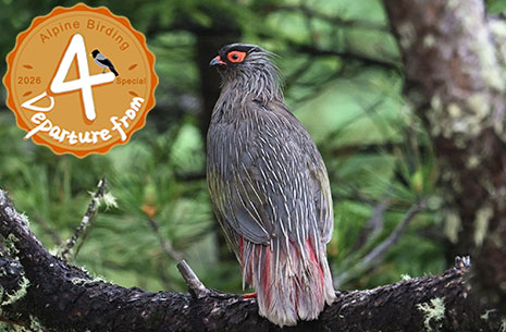 15 Days Sichuan Spring Birding Tour