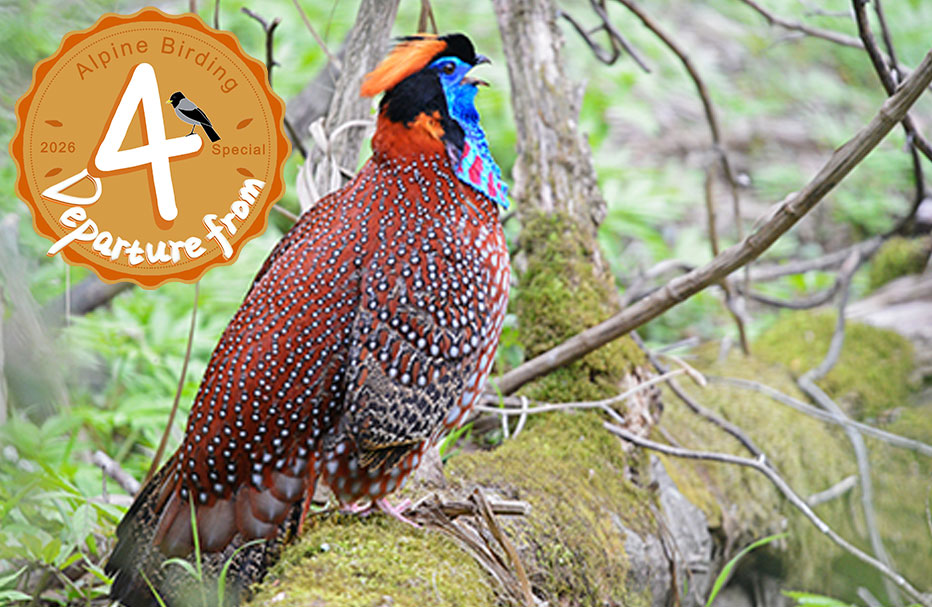 22 Days Classic Sichuan Birding Tour