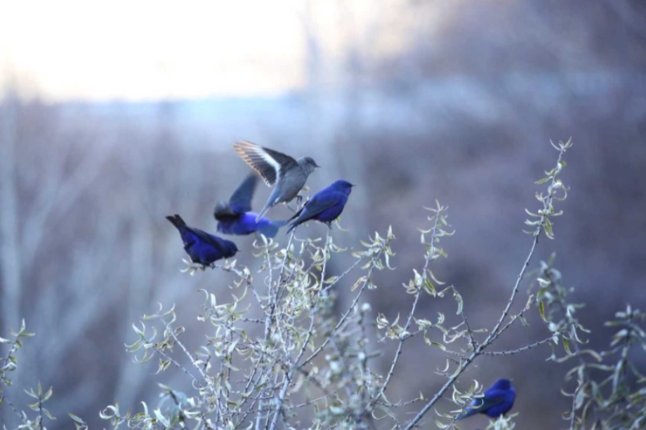 The Hengduan Mountains in Fall: Discovering Wildlife in China's Vertical World