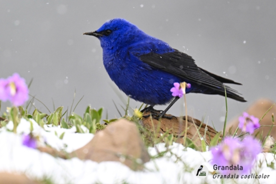 The Hengduan Mountains in Fall: Discovering Wildlife in China's Vertical World