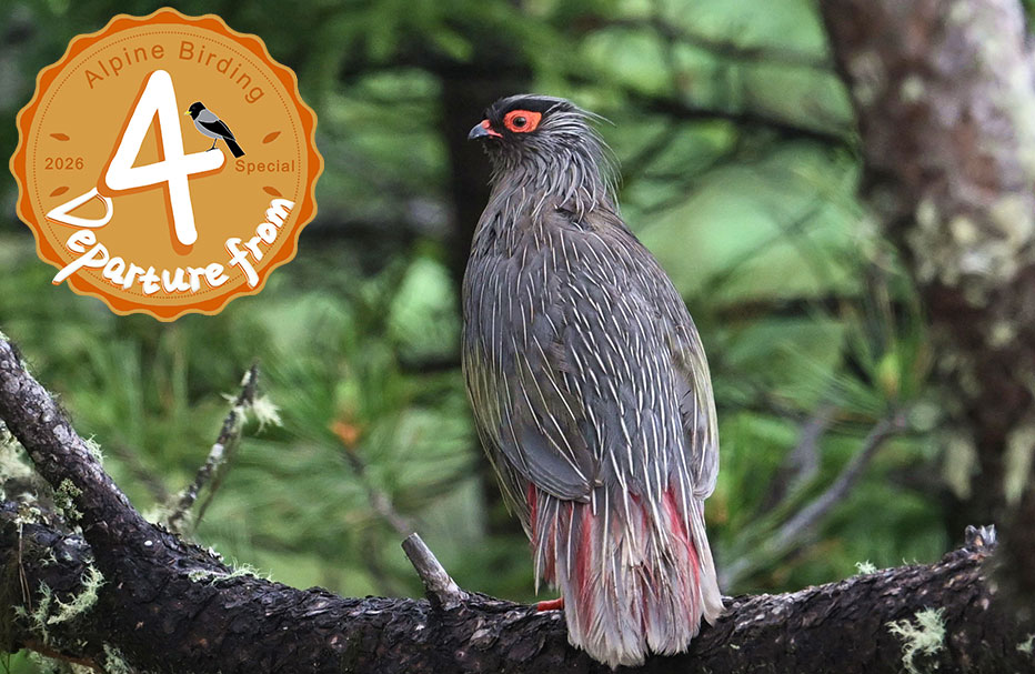 15 Days Sichuan Spring Birding Tour