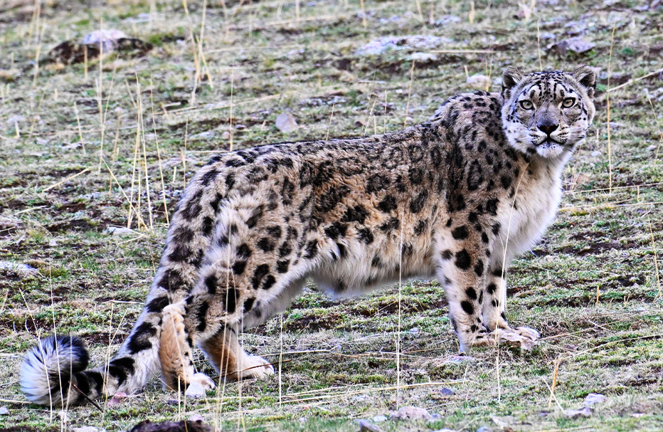 Tracking the Elusive Snow Leopard