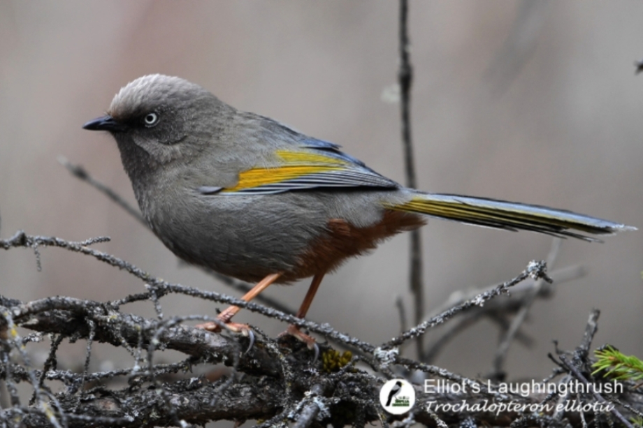 Laughingthrushes: The Noisy Pulse of China’s Forests