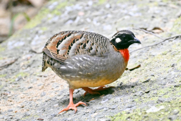 2026 8 Days Hainan Birding Tour 