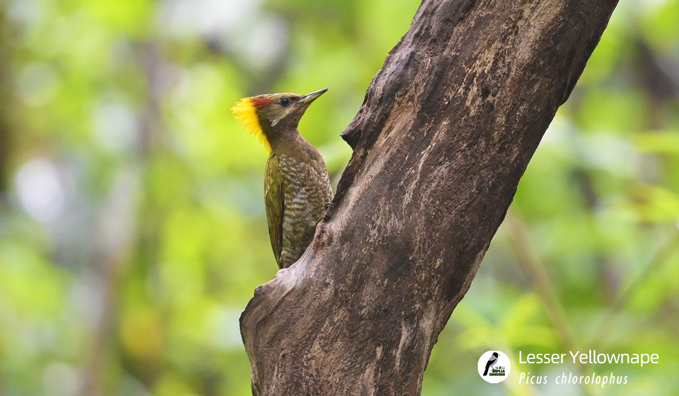 黄冠啄木鸟