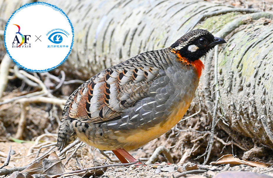 8 Days Hainan Winter Birding Tour