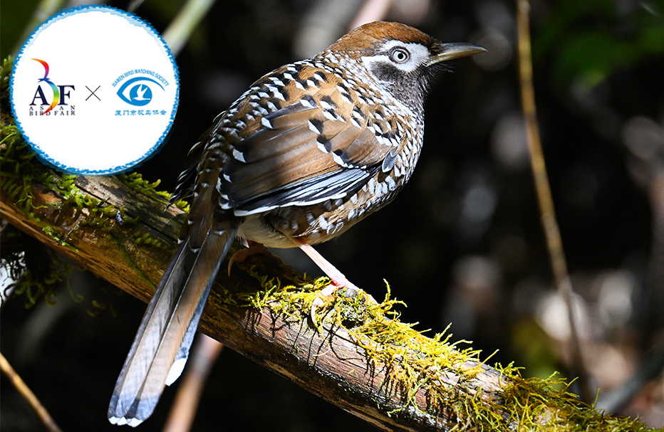 15 Days Classic Yunnan Birding Trip