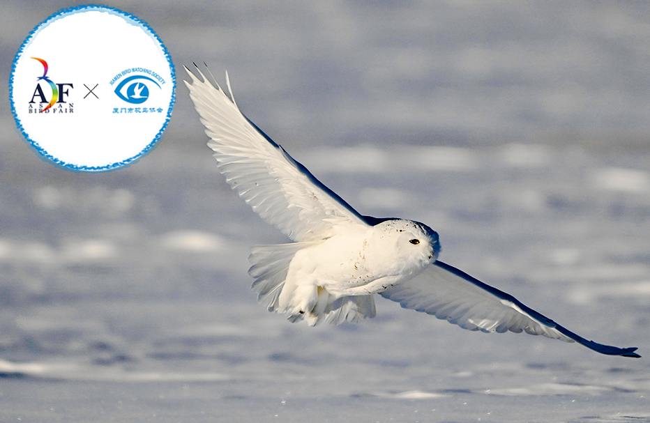 8 Days Inner Mongolia Owls Trip