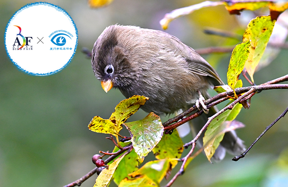 8 Days Sichuan Winter Birding Tour