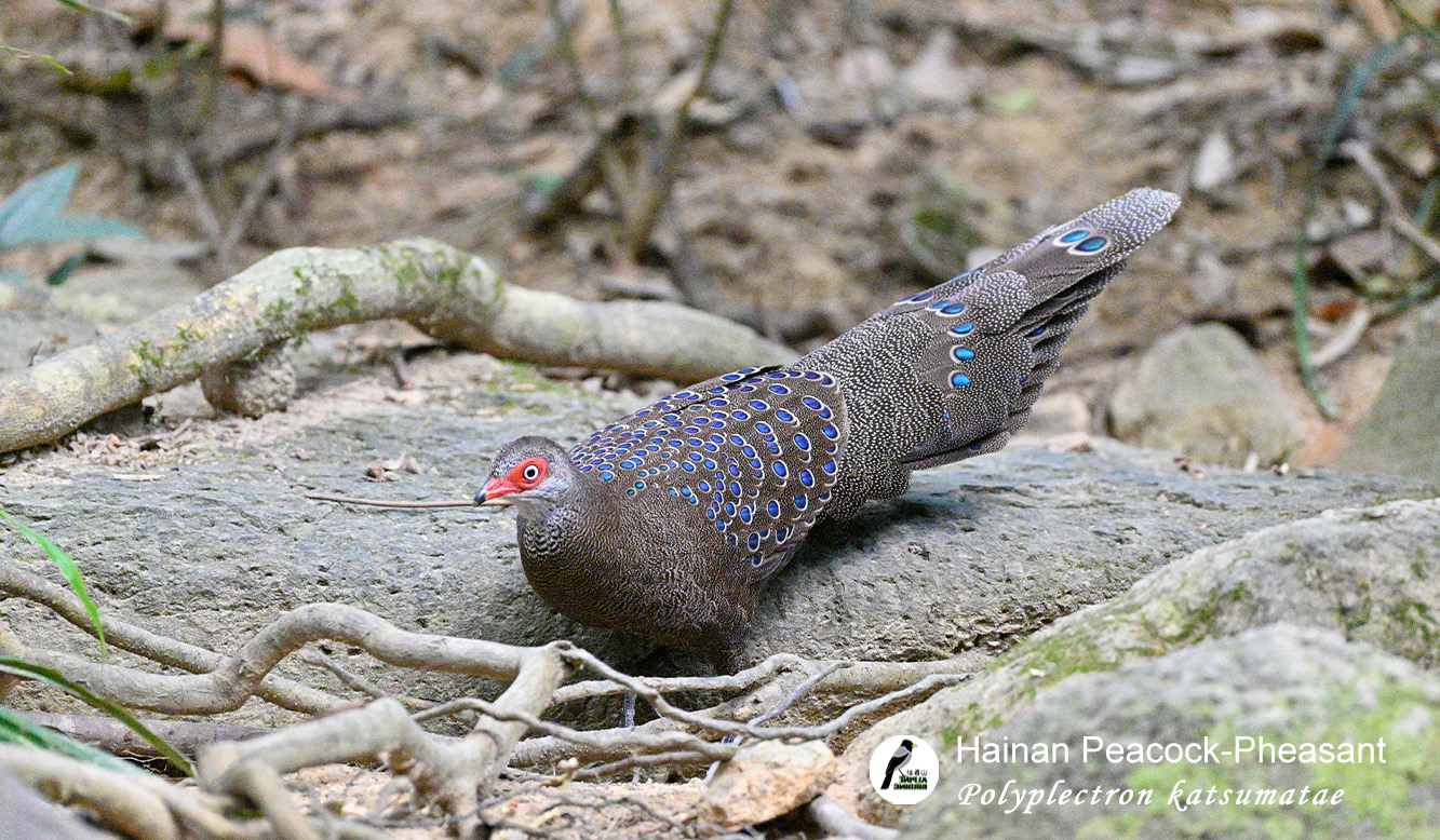 海南孔雀雉