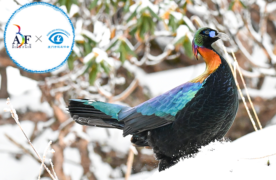 5 Days Sichuan Winter Birding Tour