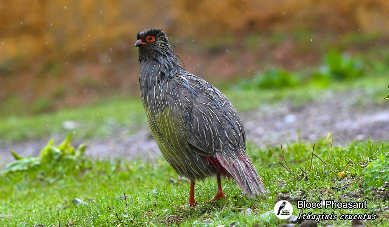 血雉
