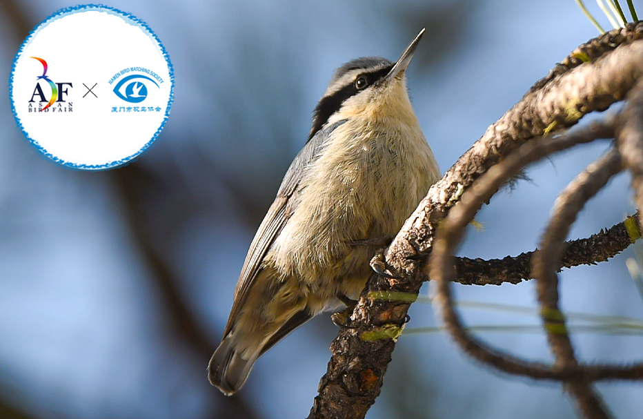 5 Days Yunnan Winter Birding Tour