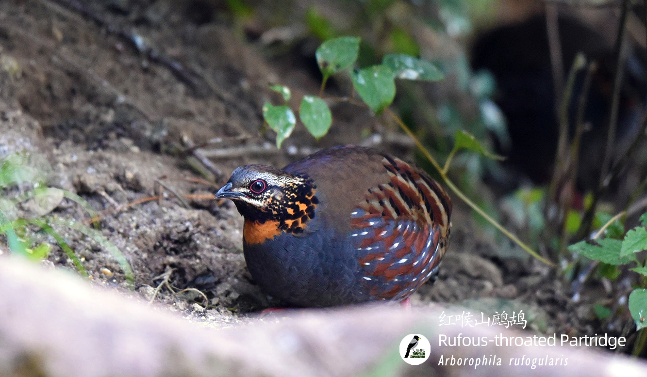 红喉山鹧鸪