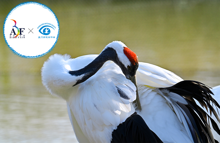 6 Days Eastern China Birding Tour