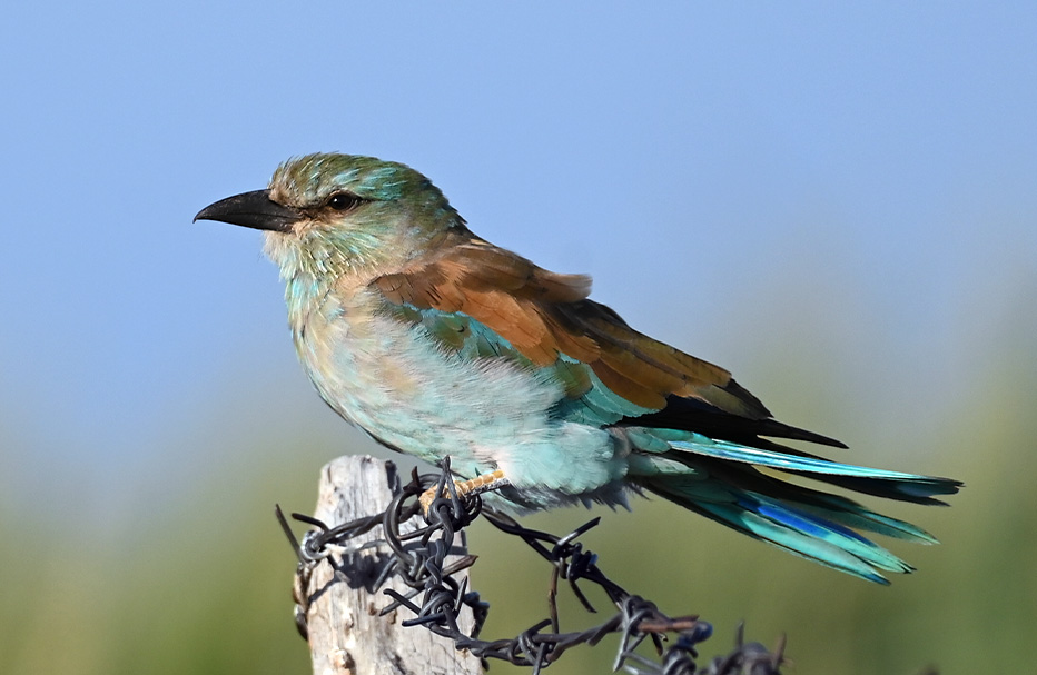 11 Days Classic Xinjiang Birding Tour