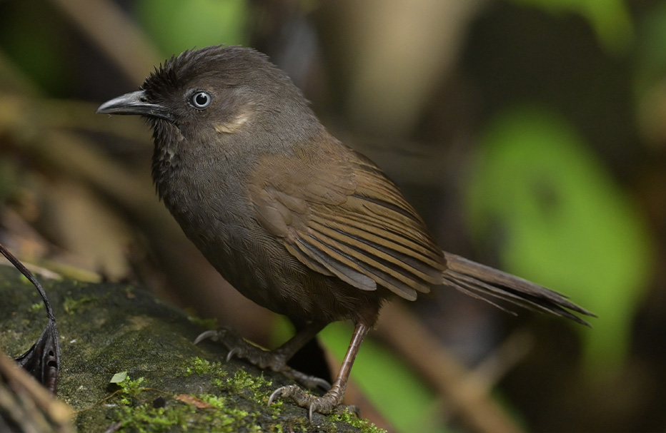 16 Days South China Birding Tour